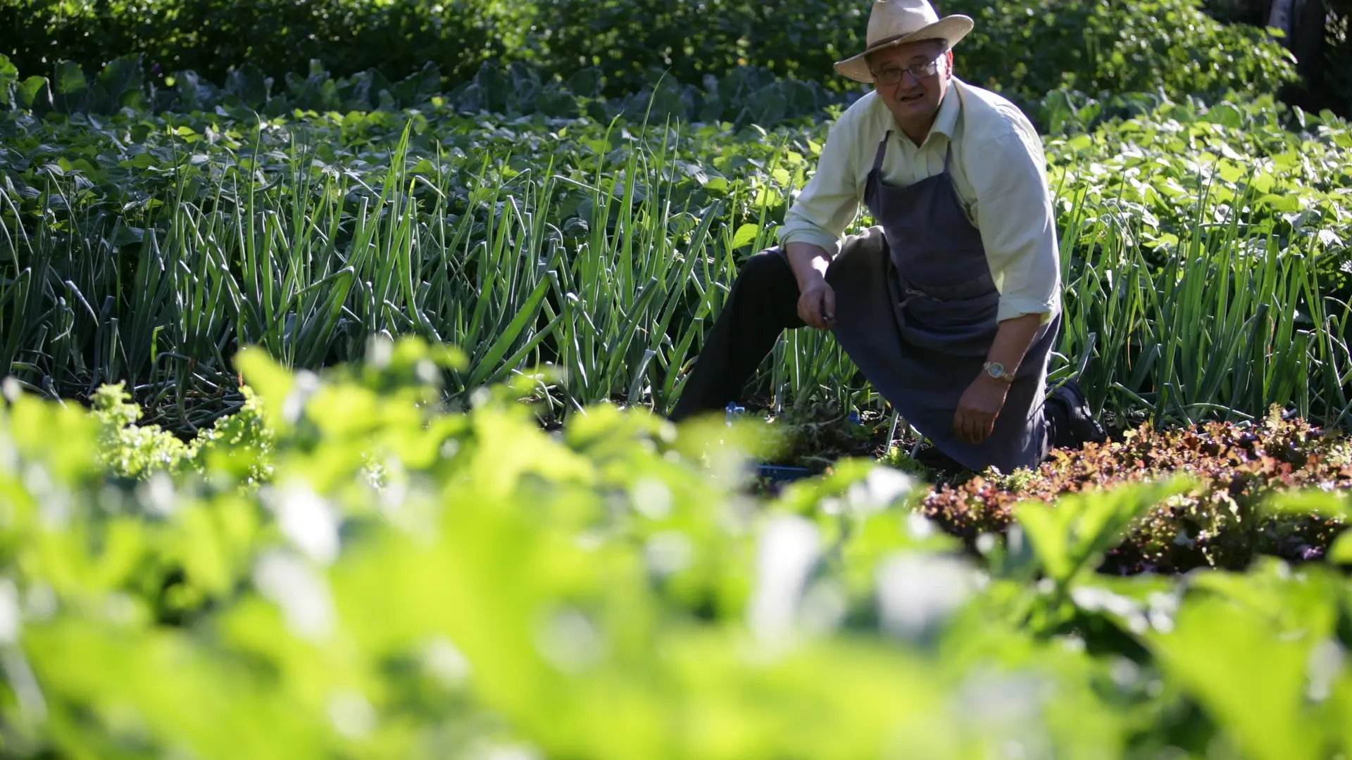 jardin potager