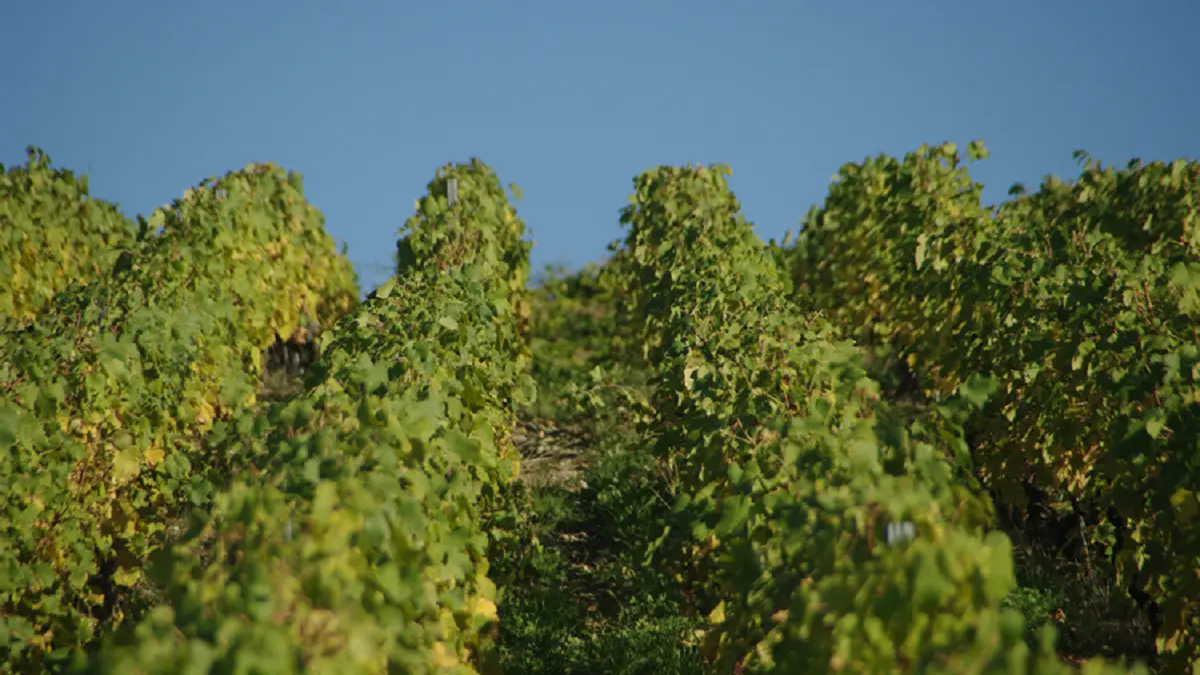 Exploitation - vignes