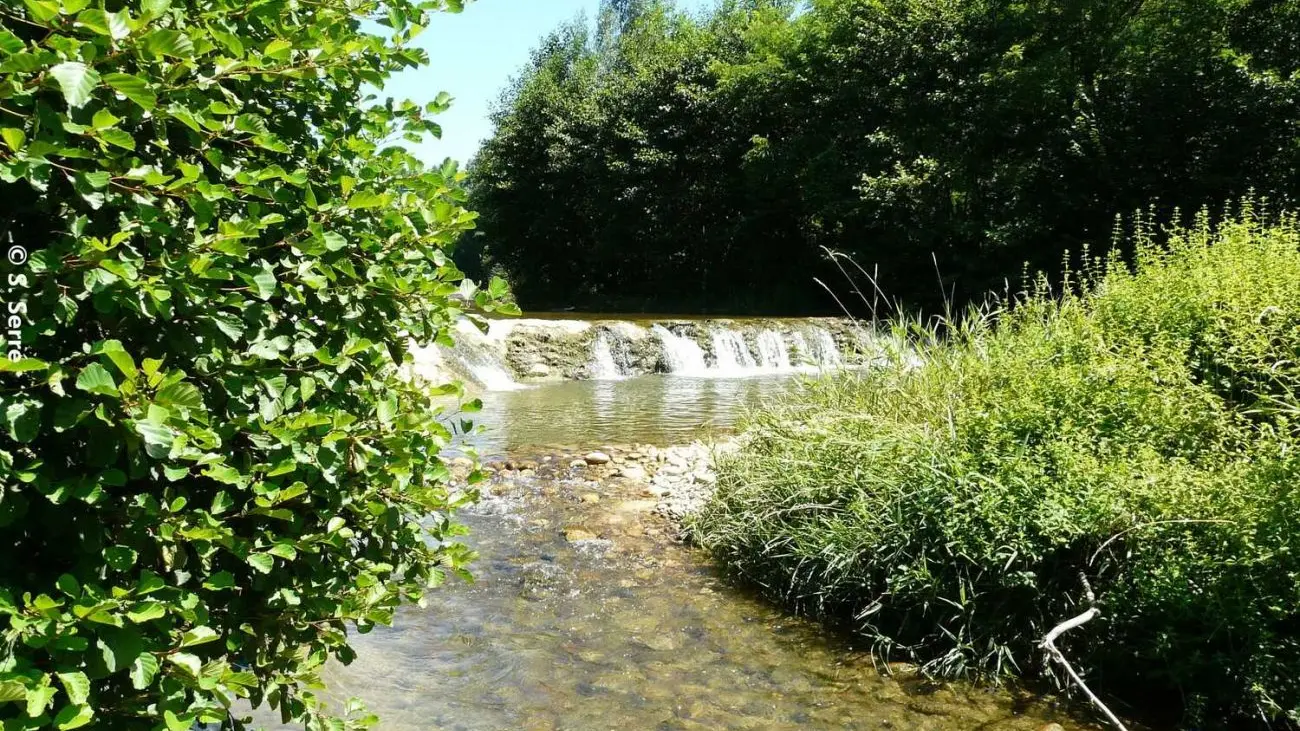 Forêt de Mantaille