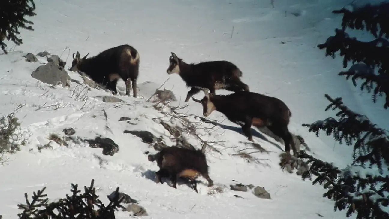 Chamois