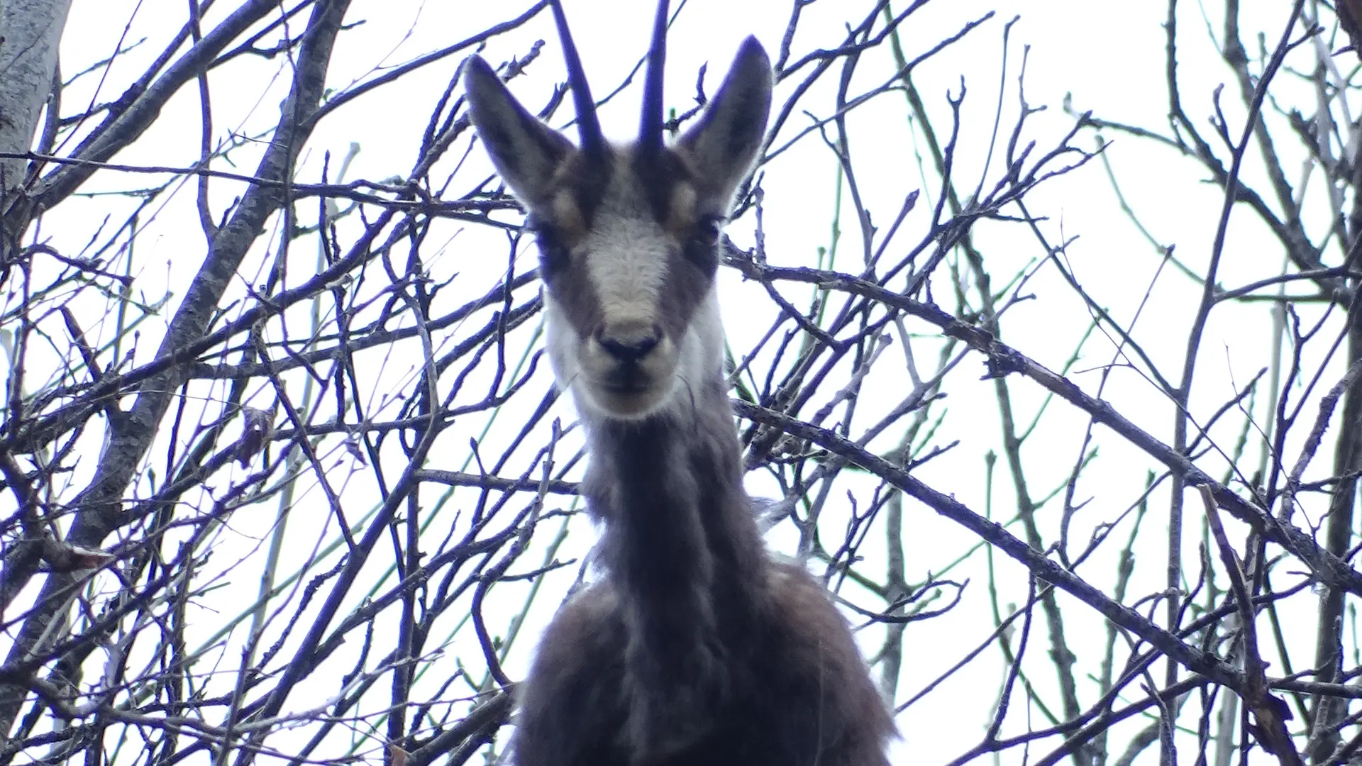 Chamois femelle