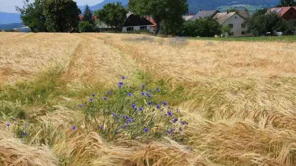 Champs de blé...