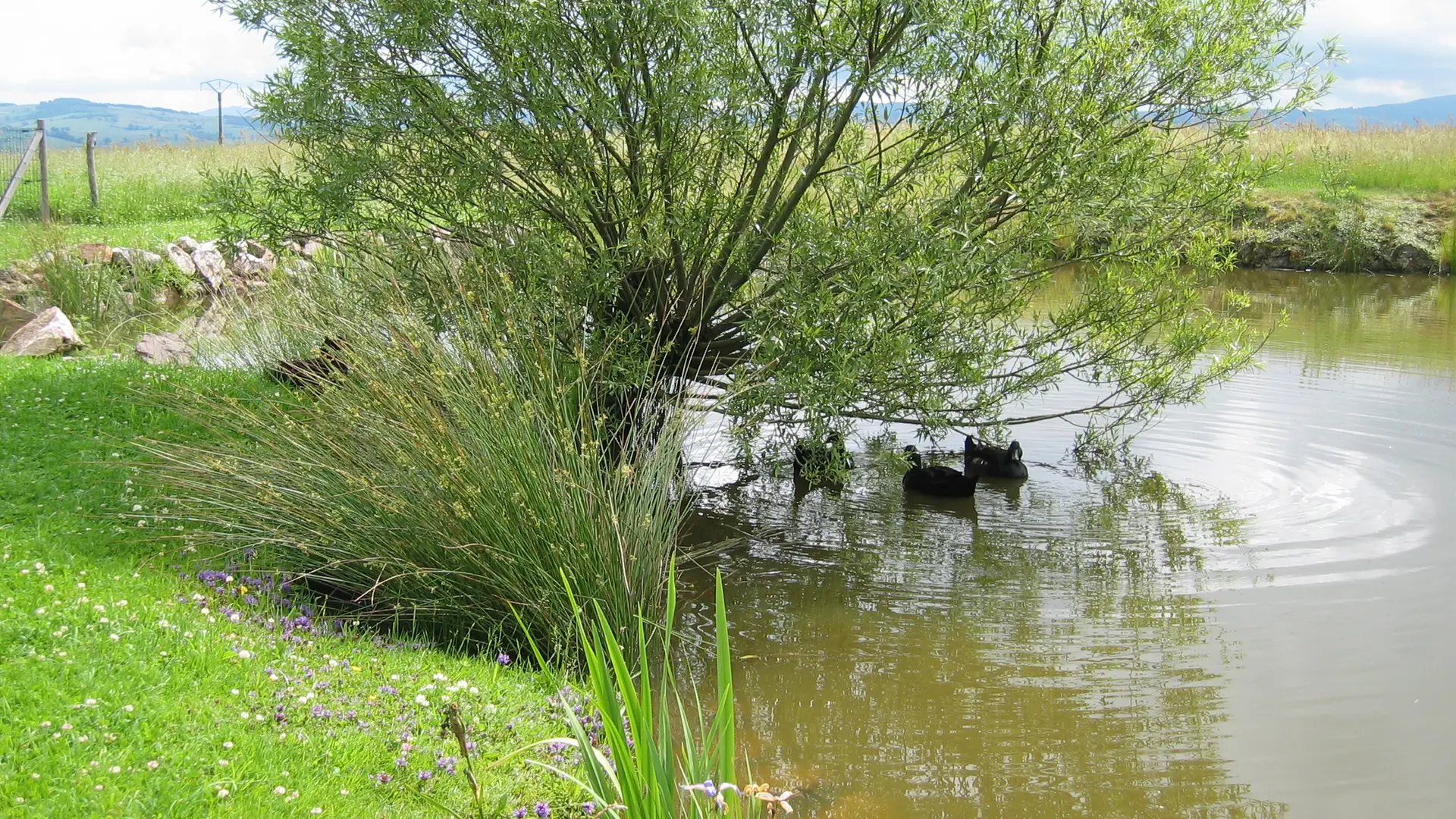 Mare aux grenouilles