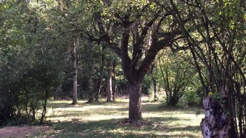 le jardin, un coin d'ombre