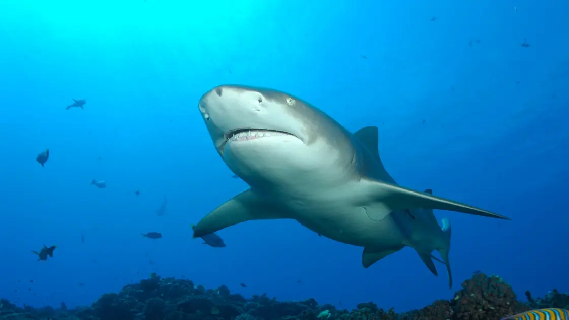 Tahiti Shark Expeditions