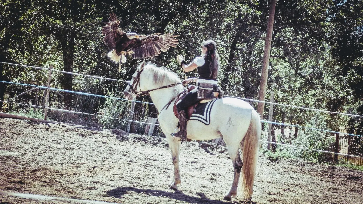 Aigles du verdon