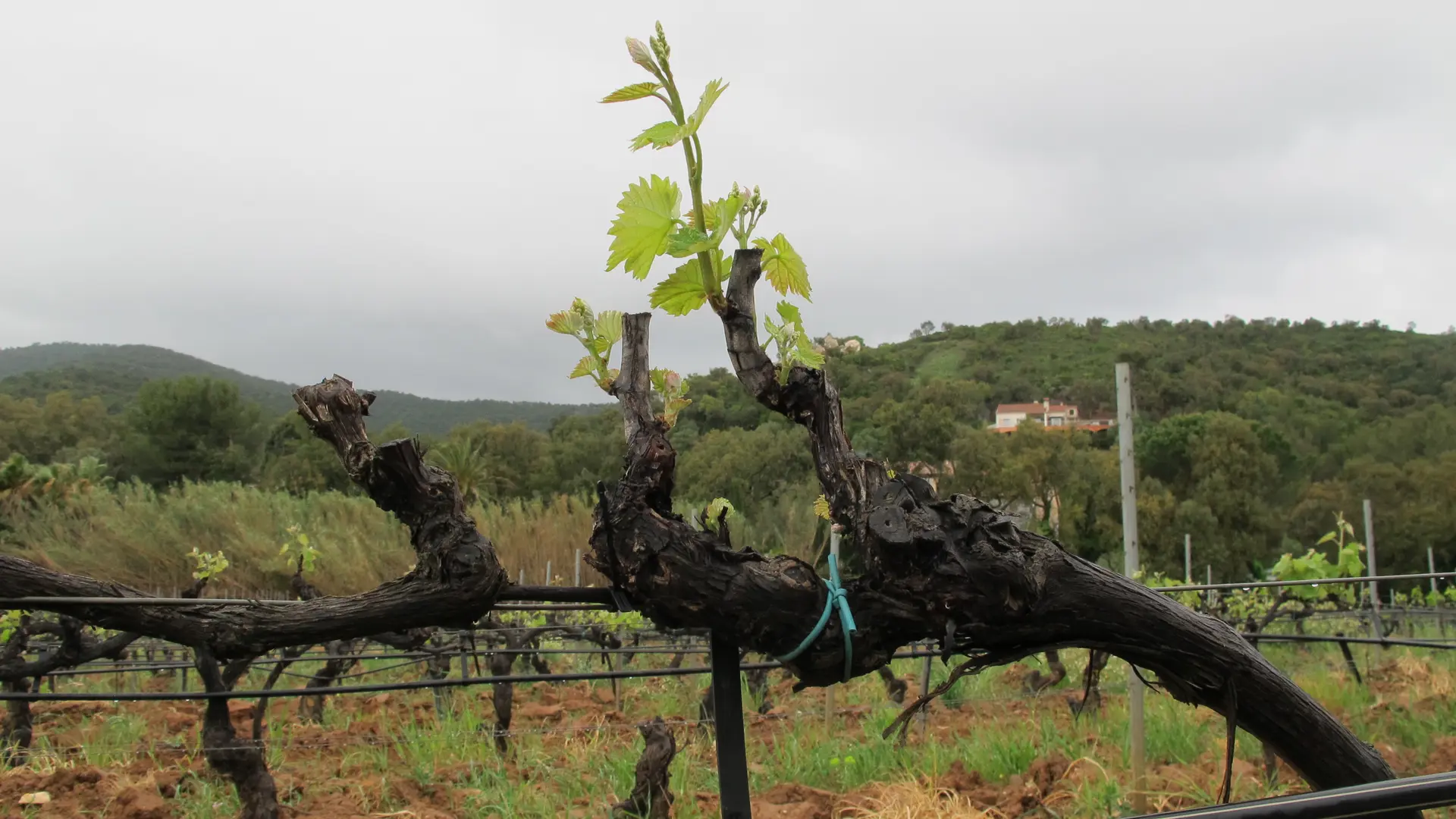 La pousse de la vigne