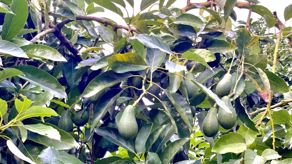 Visite guidée et déjeuner à la Ferme des Citrons Menton