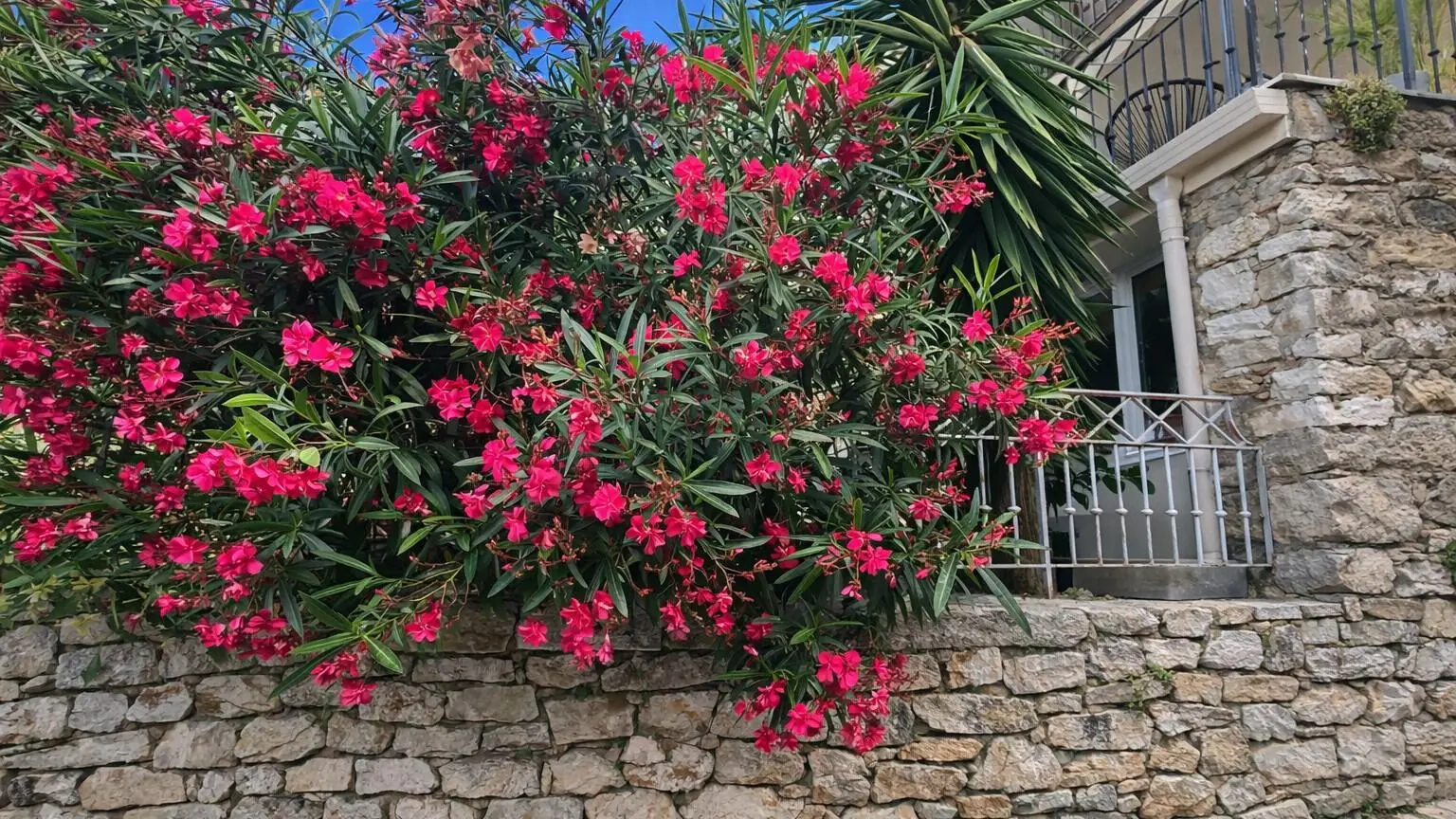 Gîte le Figuier de St Cé- Abords-Gîtes de France Alpes-Maritimes
