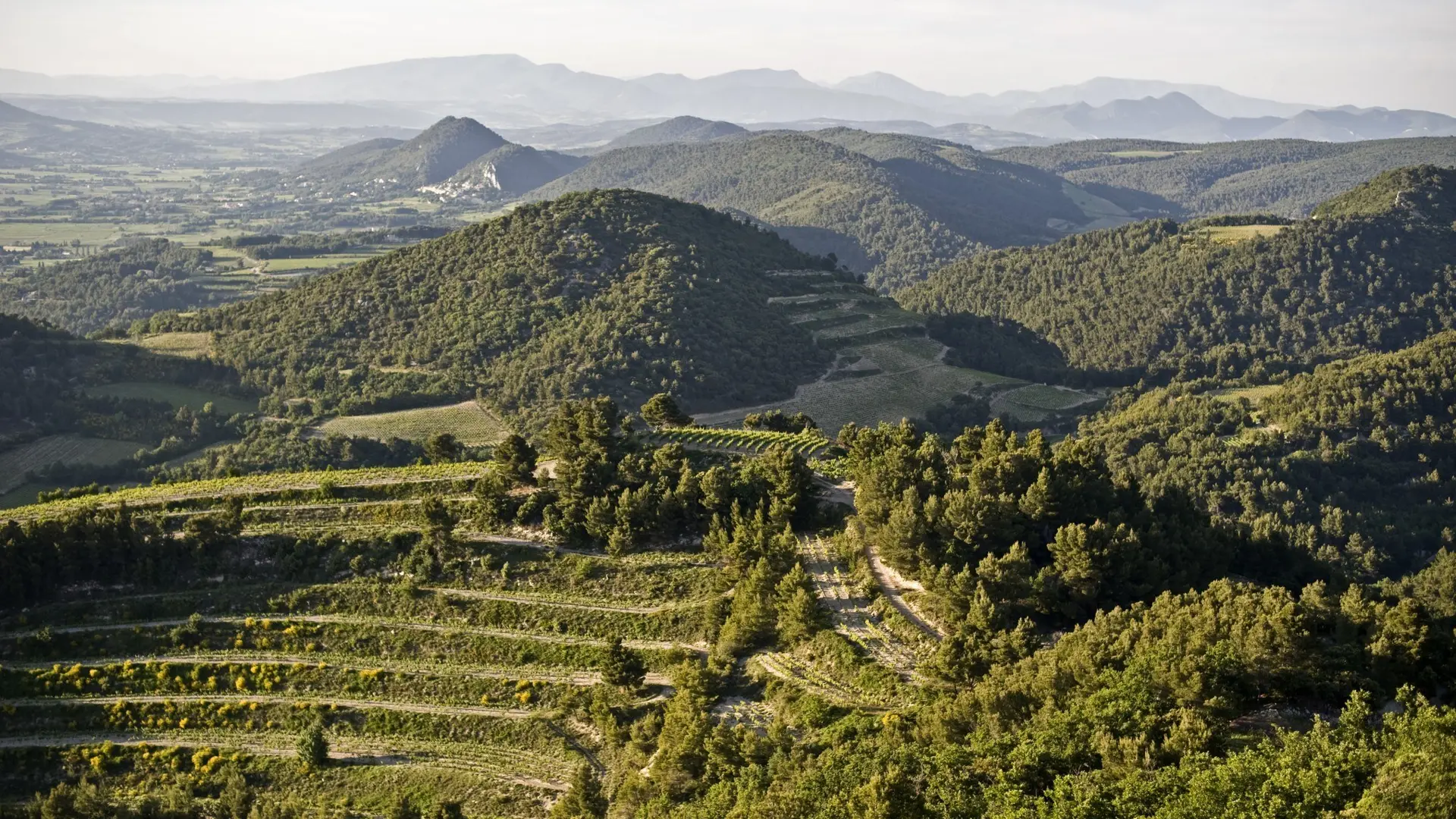 Vignes Gigondas Château la Croix des Pins