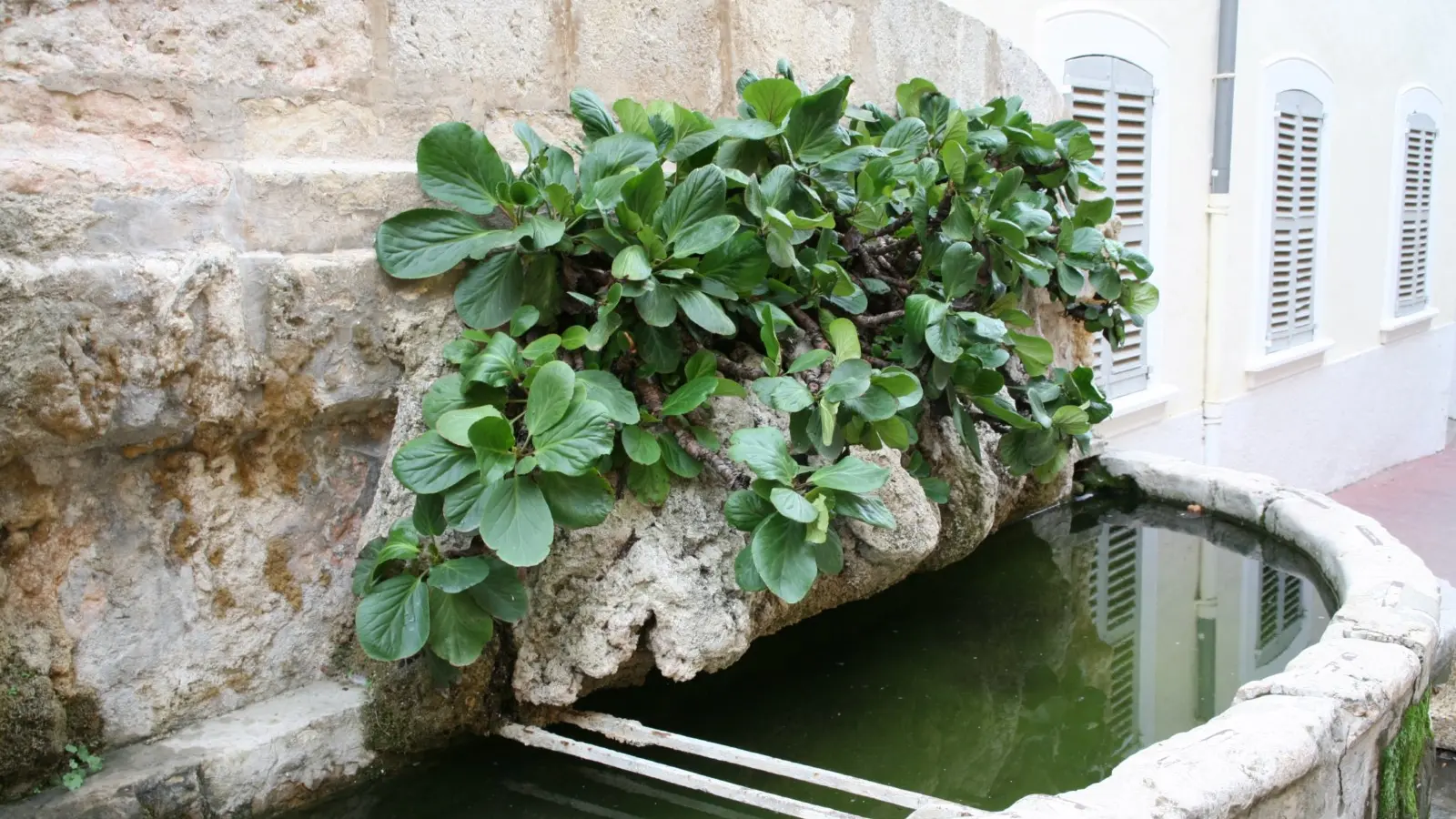 Fontaine Maréchal Foch - Aups