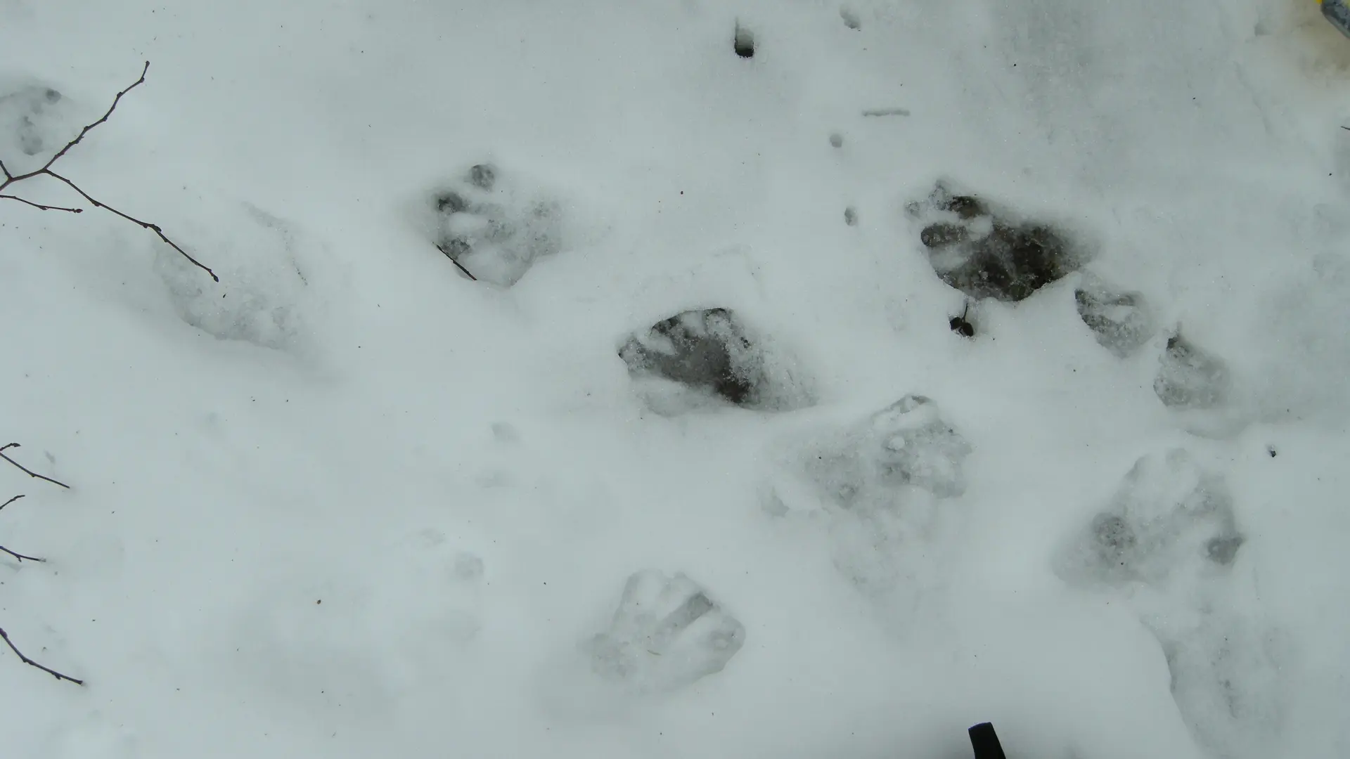 traces