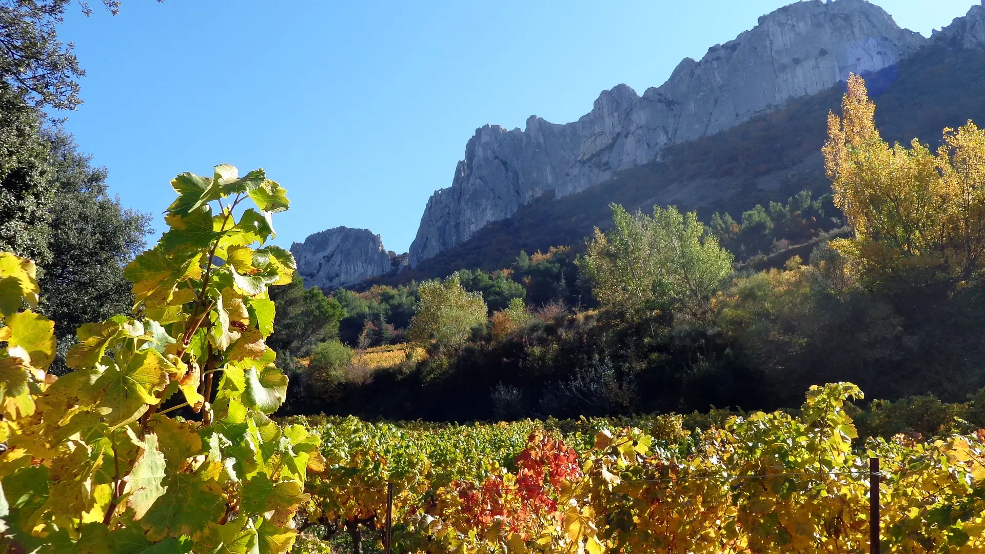 Vignoble Dentelles Montmirail