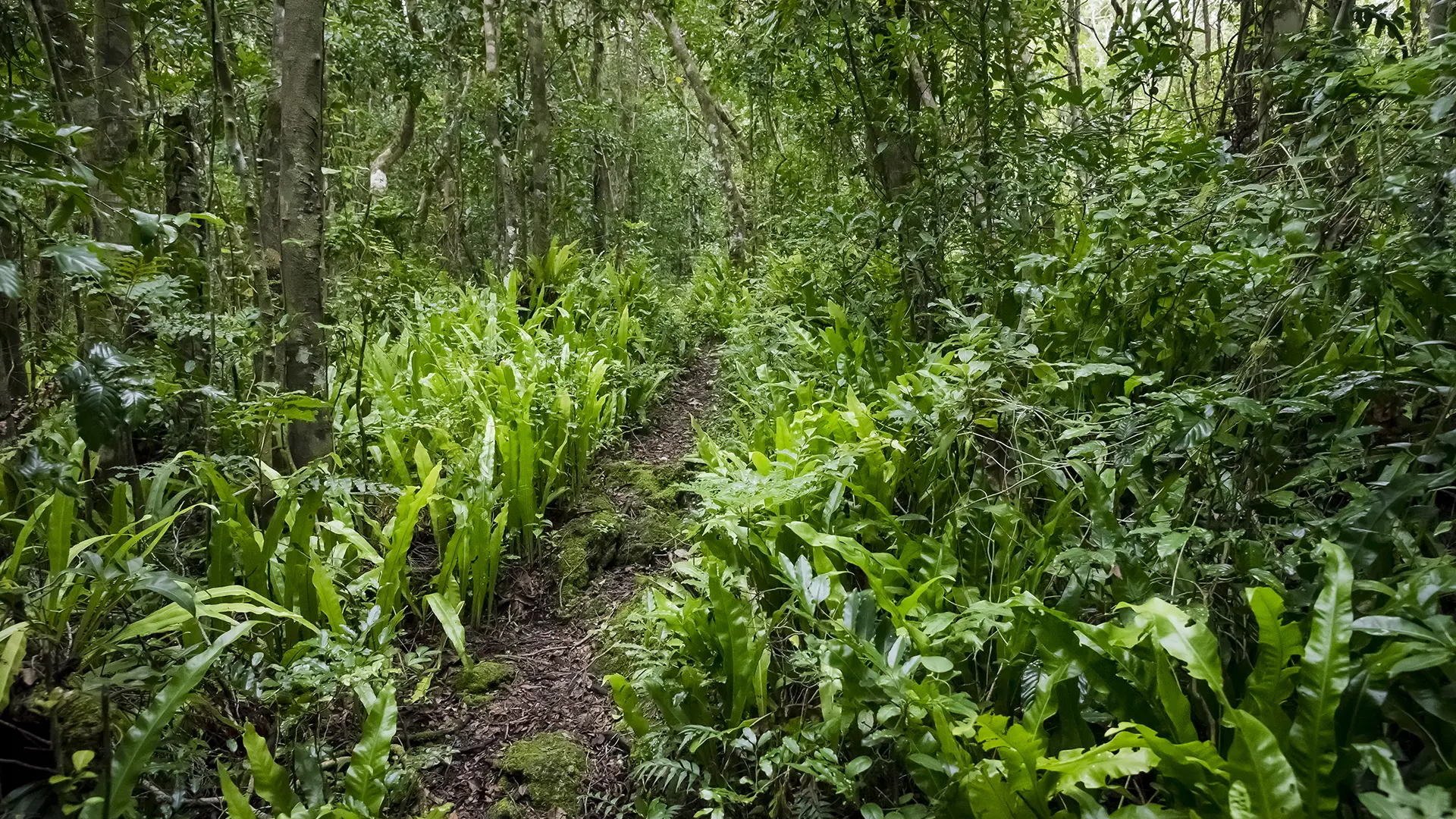 Hiking trails