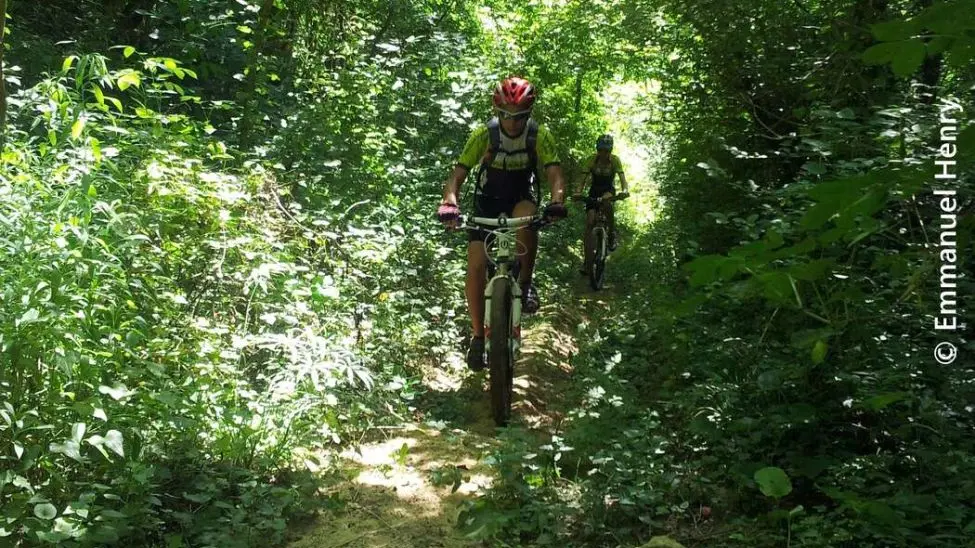 Forêt de Mantaille