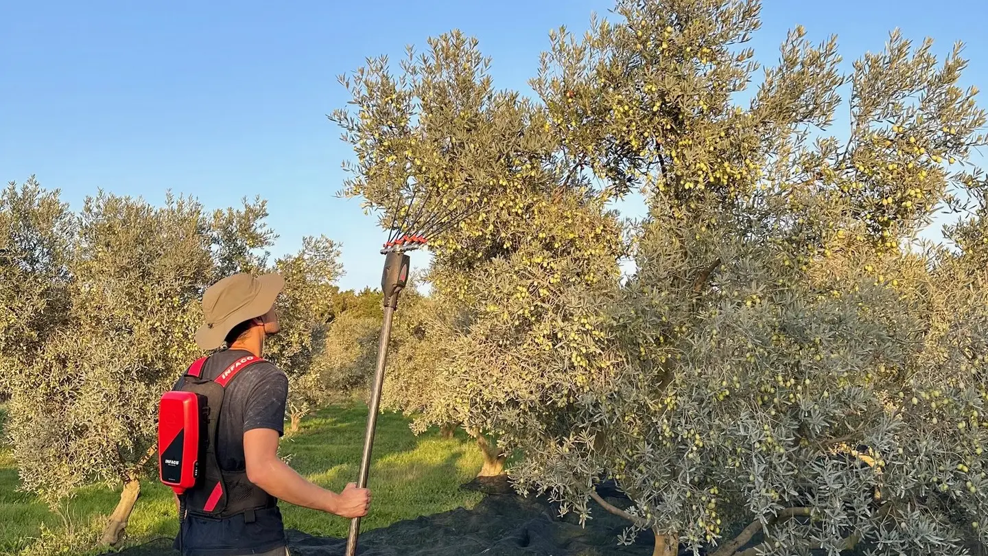 Amouriès - Domaine Delabarre Olive oil producer in Mouriès Olive harvesting