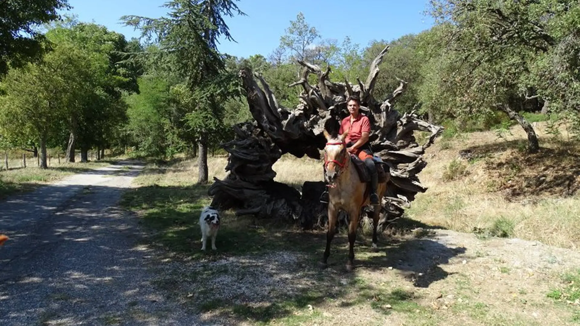 La souche de châtaignier de Madame de Sévigné