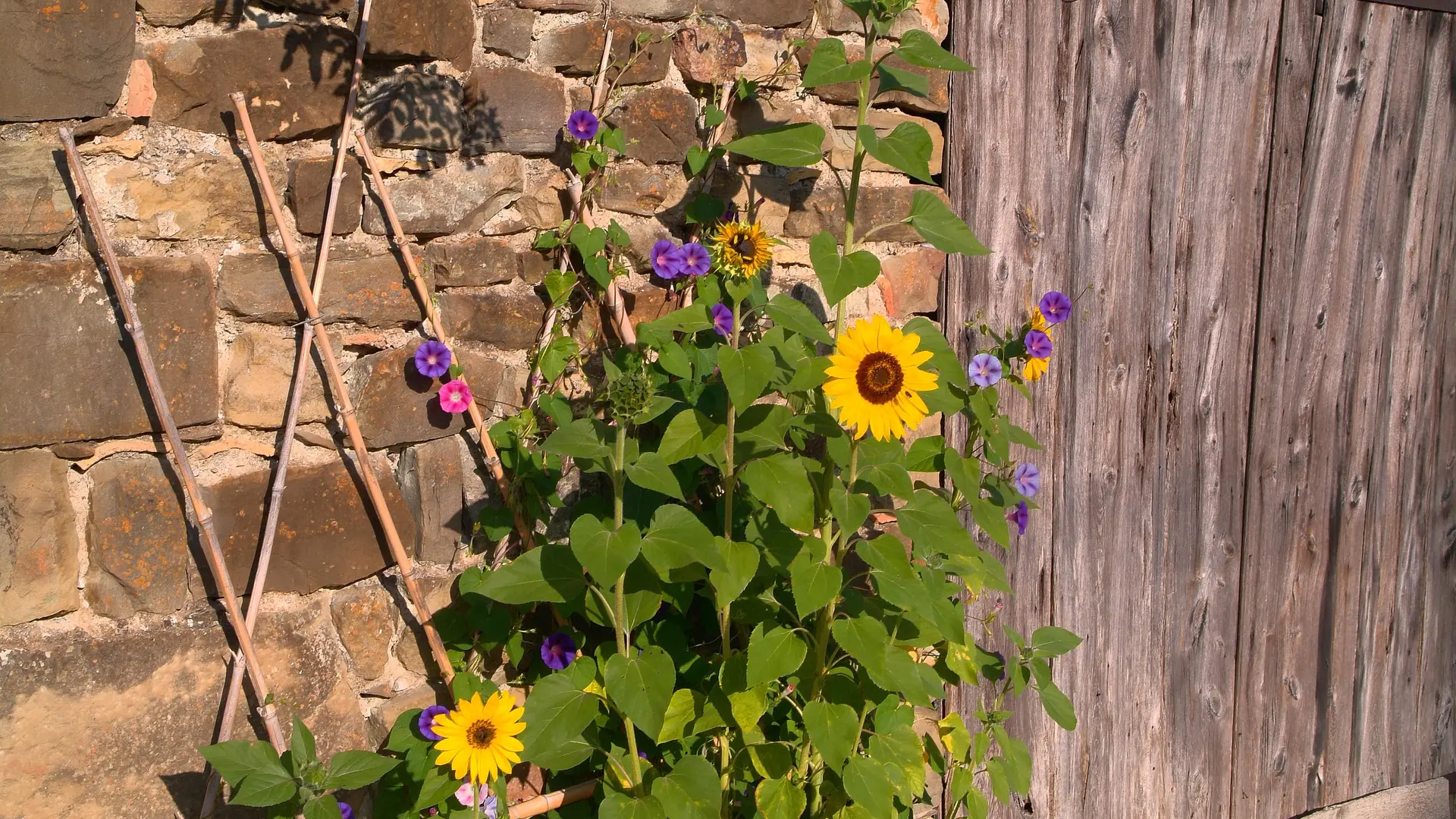 Fleurs dans les ruelles