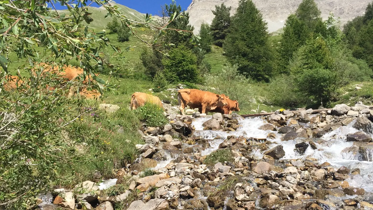 Torrents de la Blanche à la Cabane des Mulets