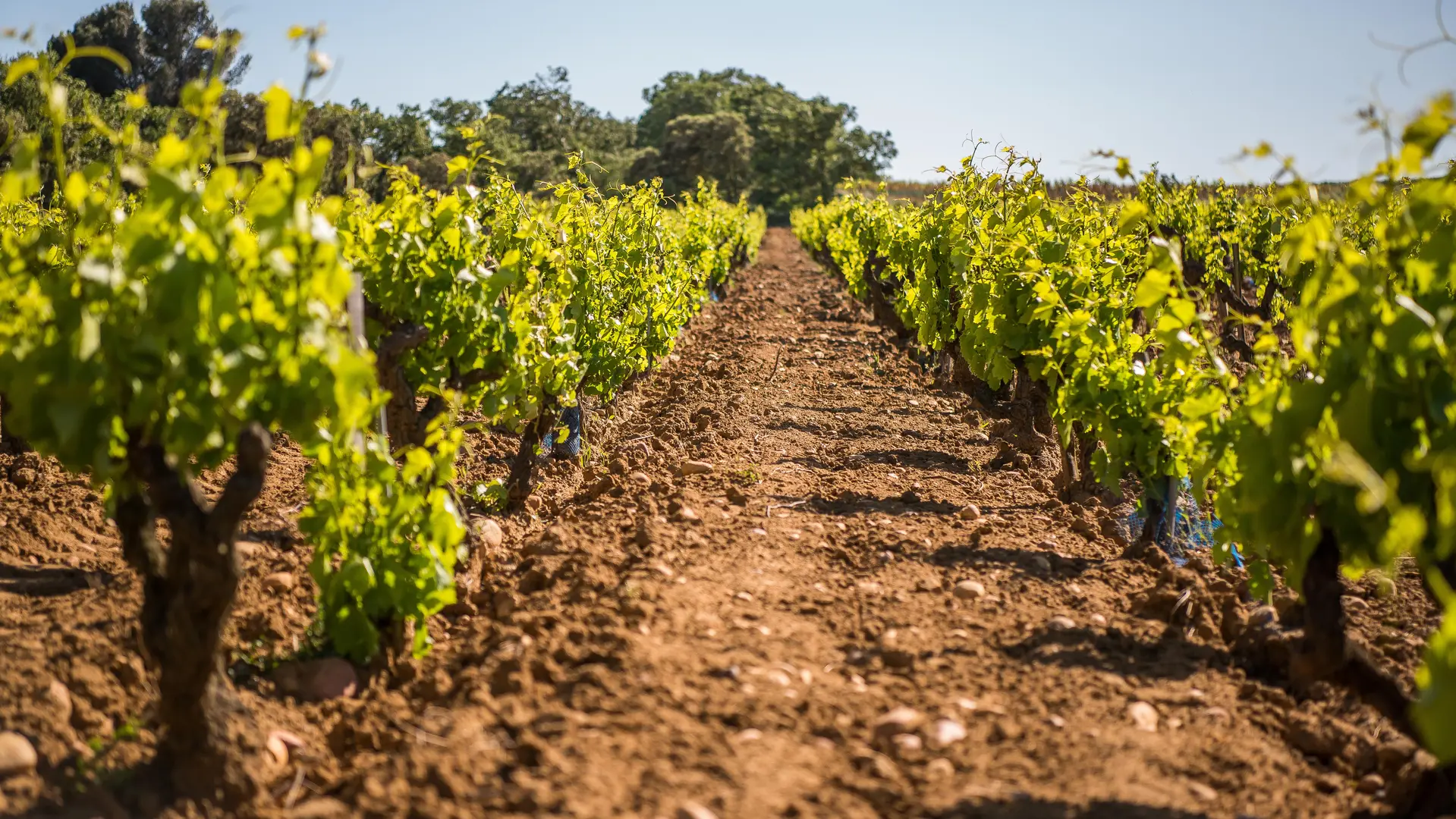 ©La Bastide Saint Dominique- à la vigne