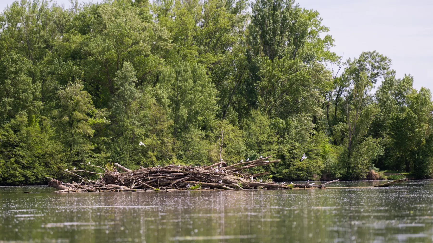 Réserve Ornithologique de la base de loisirs du Tarn et de la Garonne