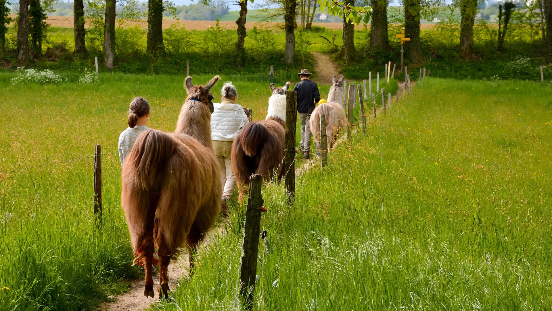 Balade avec les lamas