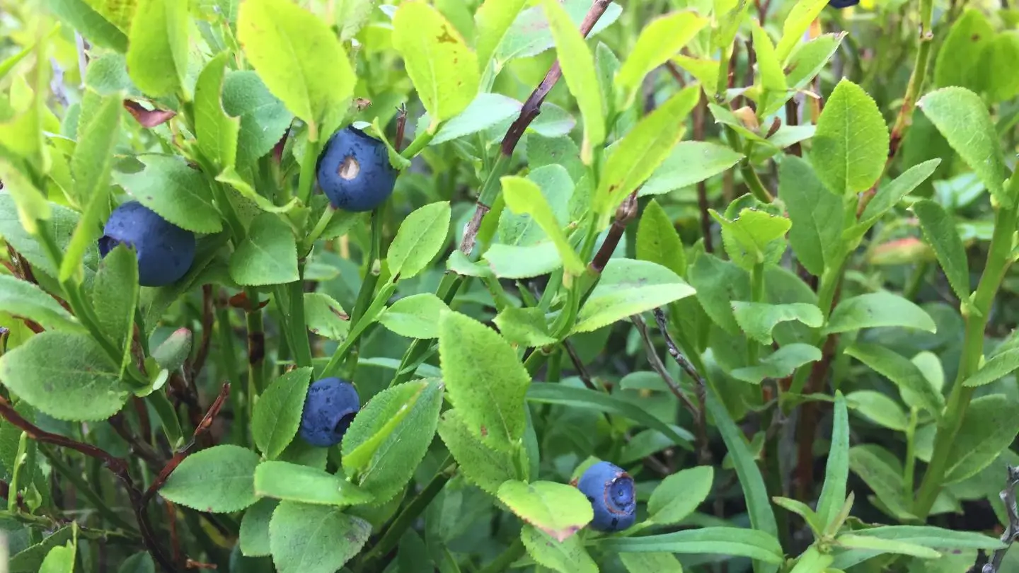 Myrtilles du Val Montjoie
