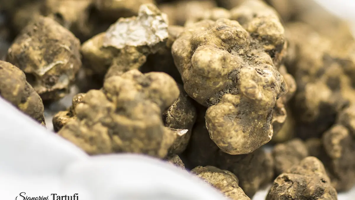 Signorini Tartufi
