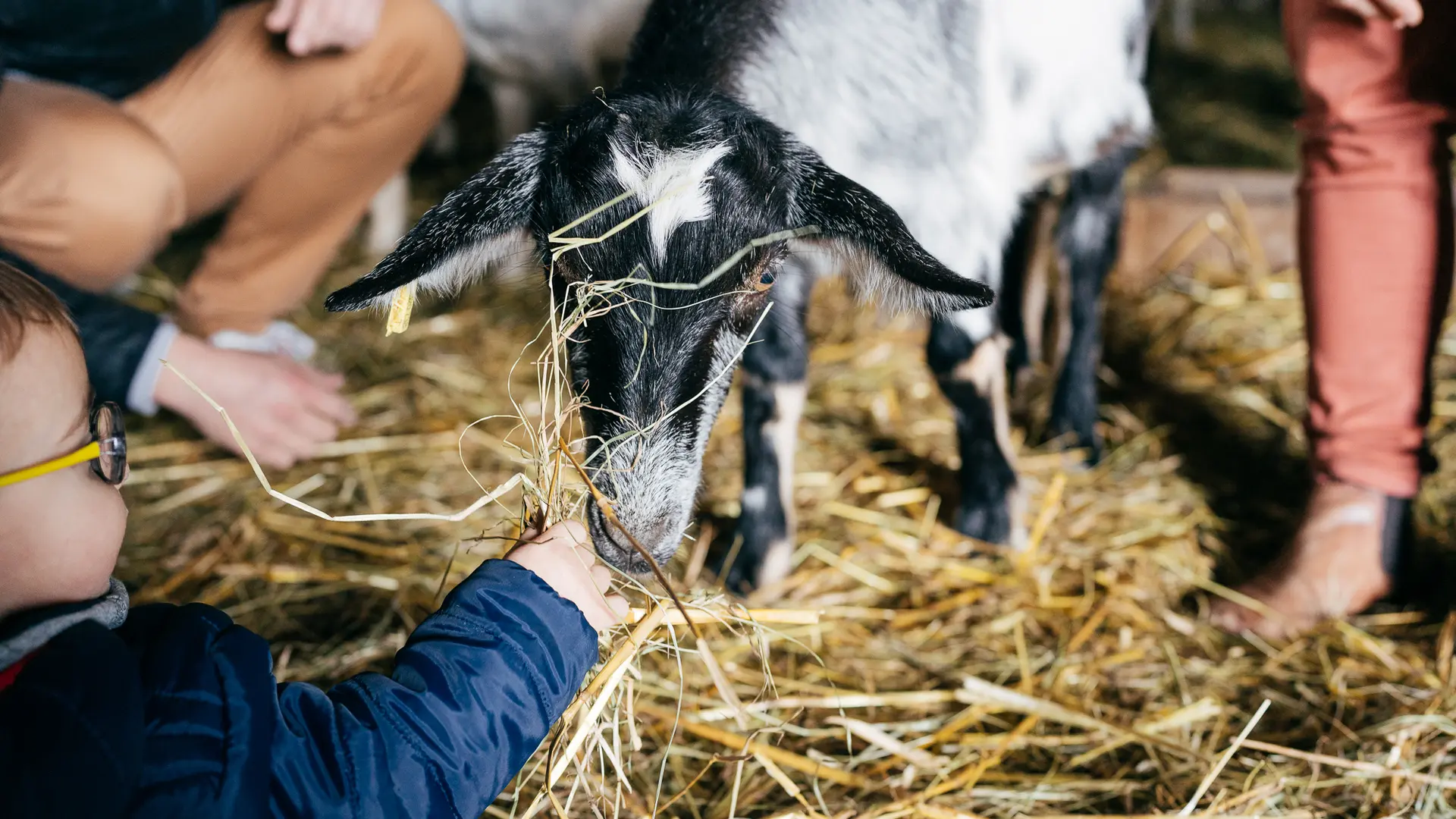 Les animaux de la ferme