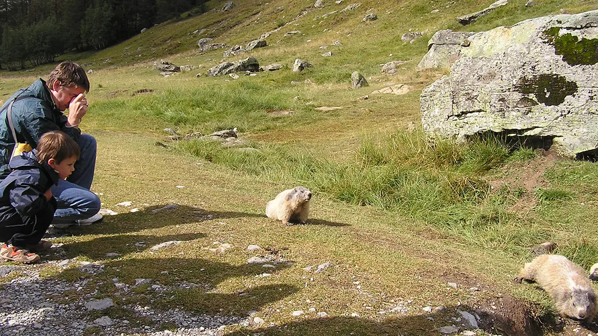 Ballade avec les marmottes