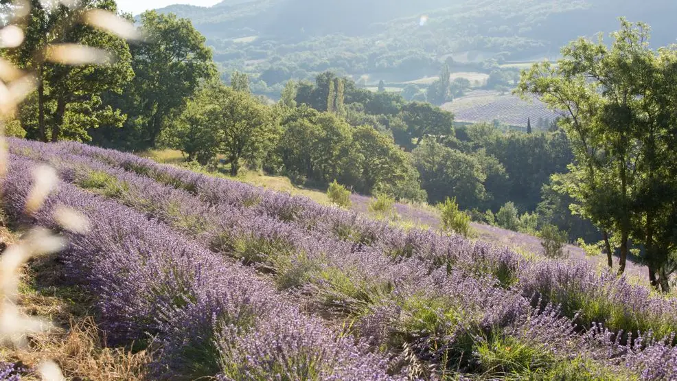 Paysage et lavande