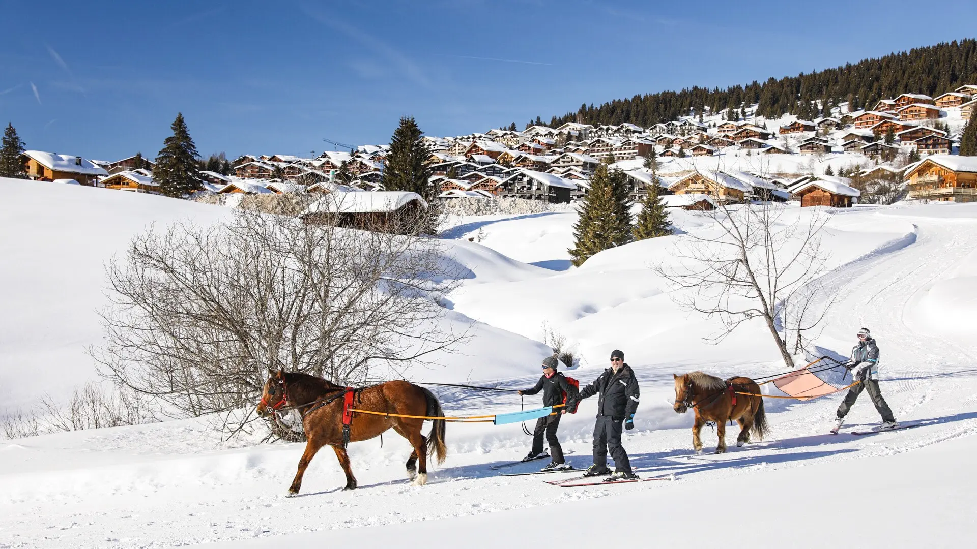 Ski Joëring