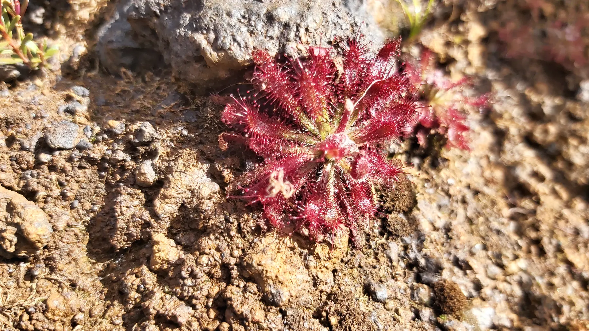 aux abords du trou, de nombreuses petites plantes énigmatiques vous attendent