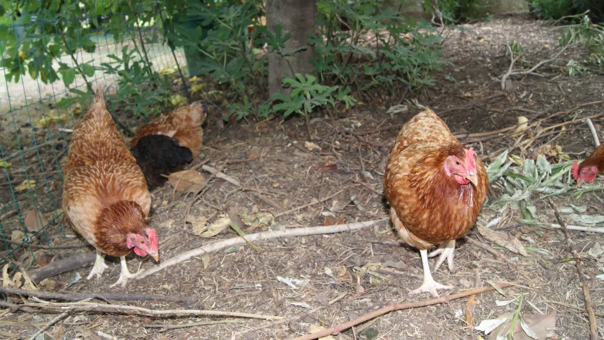 Les poules pour recycler les déchets alimentaires et ramasser des bons œufs.