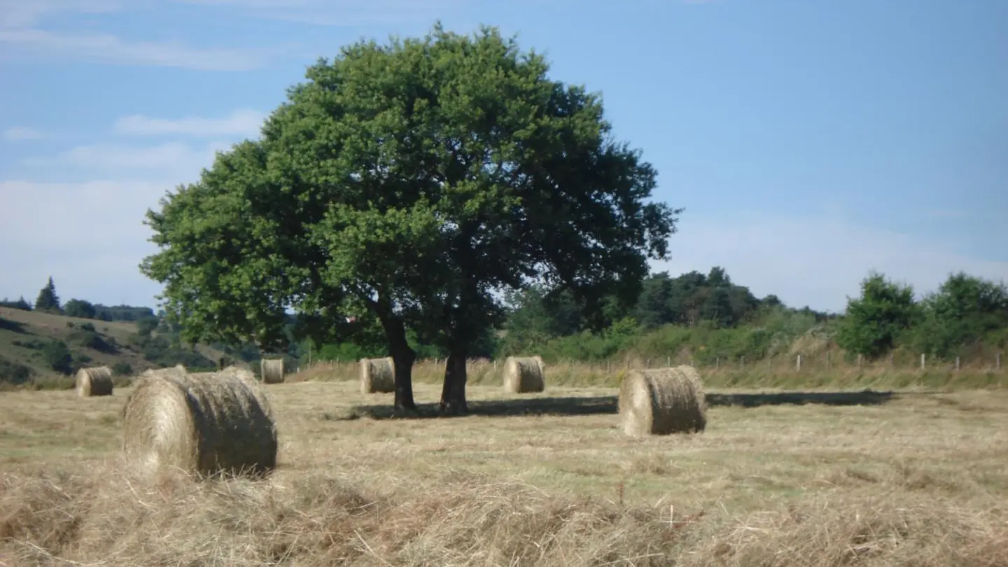 récolte du foin