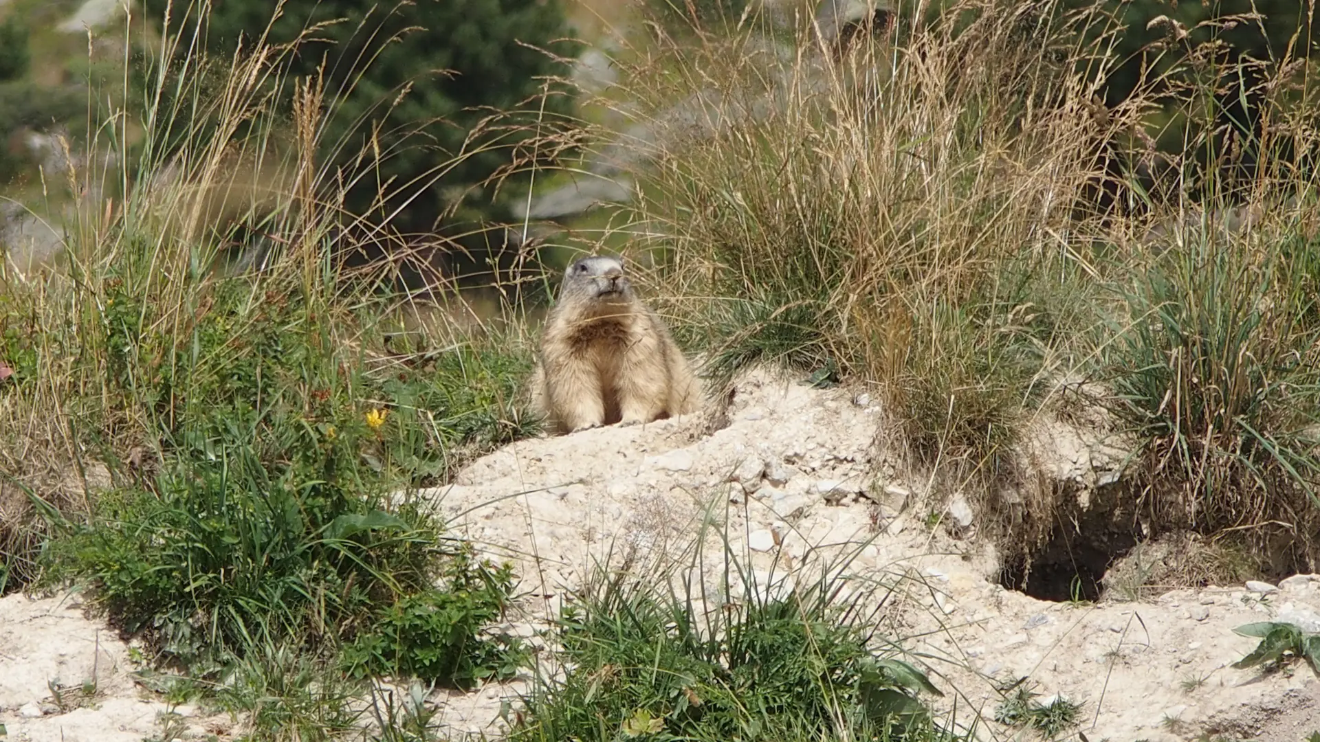 Marmotte à La Toussuire