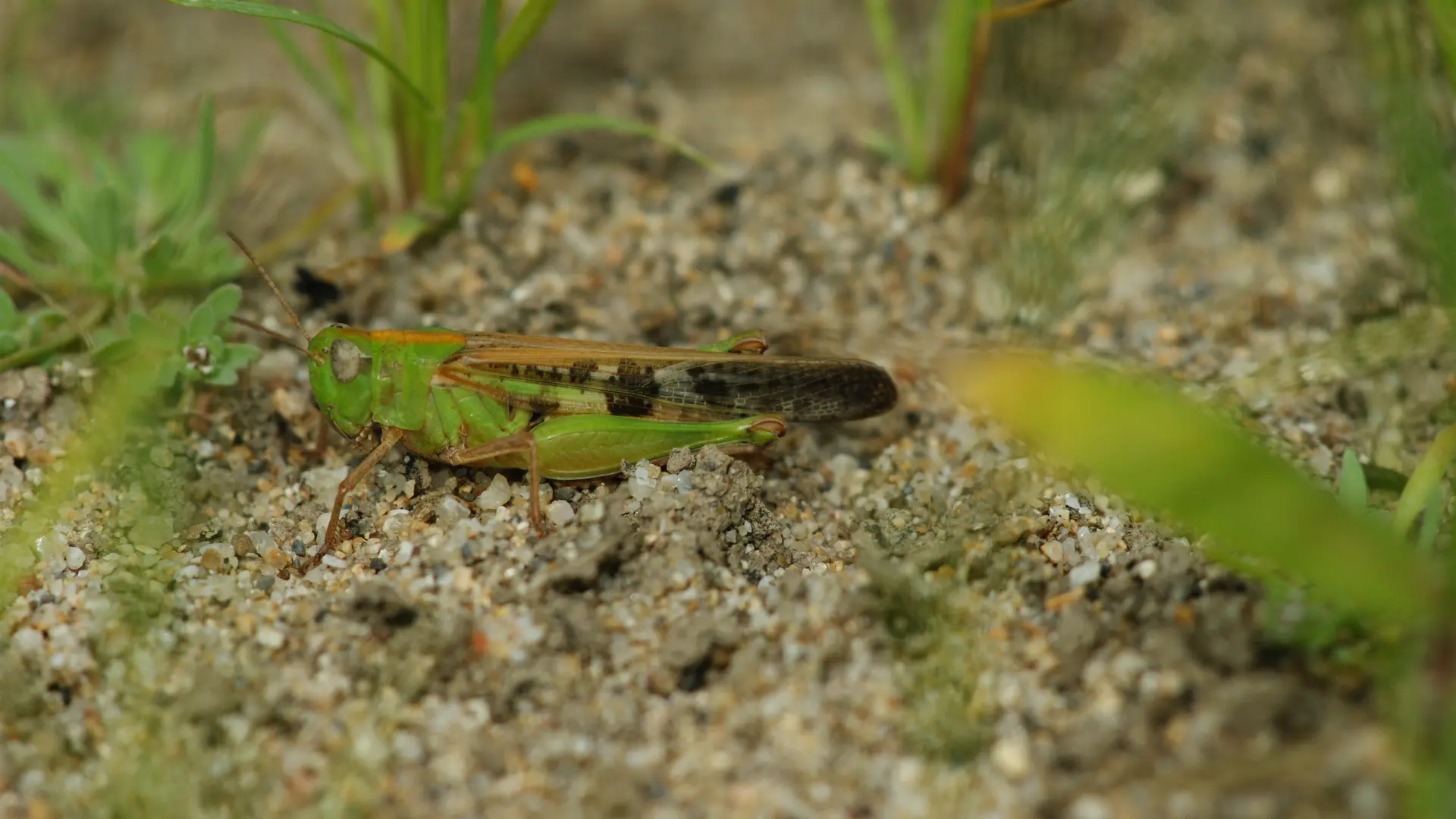 La Boire des Carrés Aiolope Emeraudine