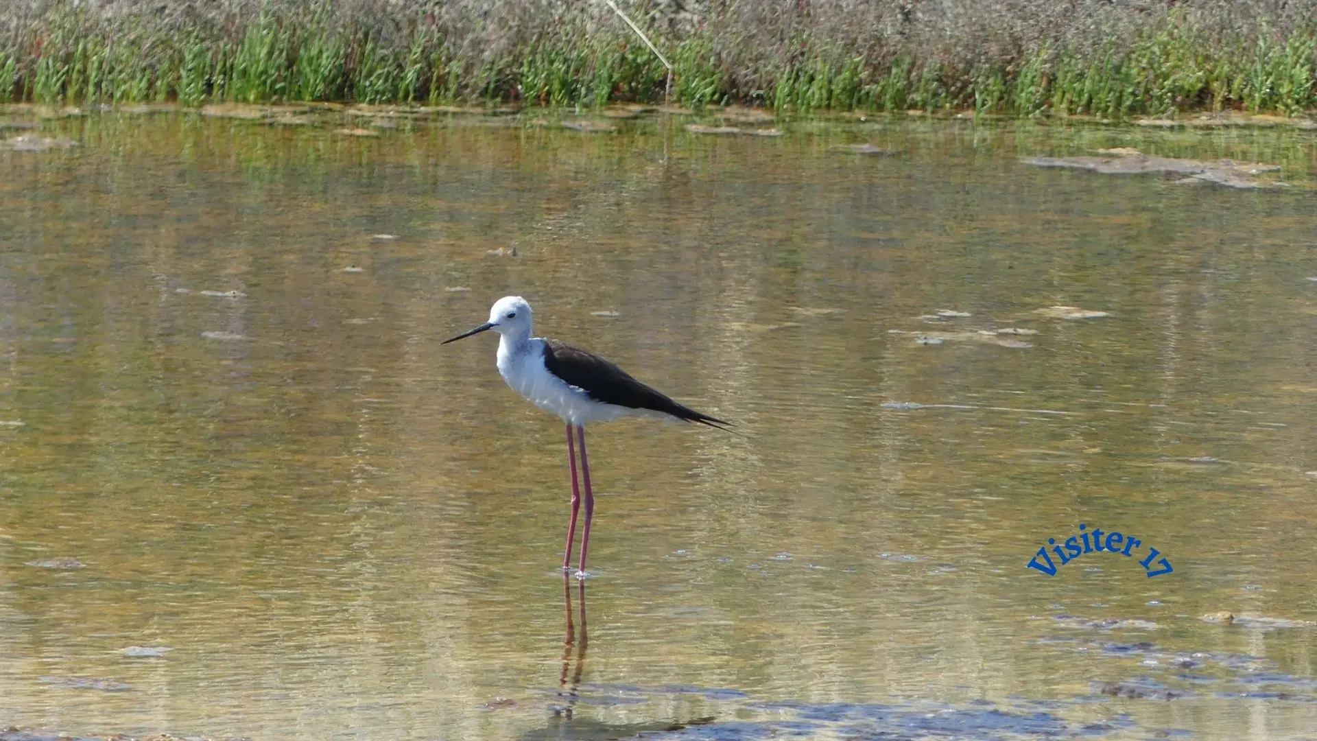 Échasse blanche