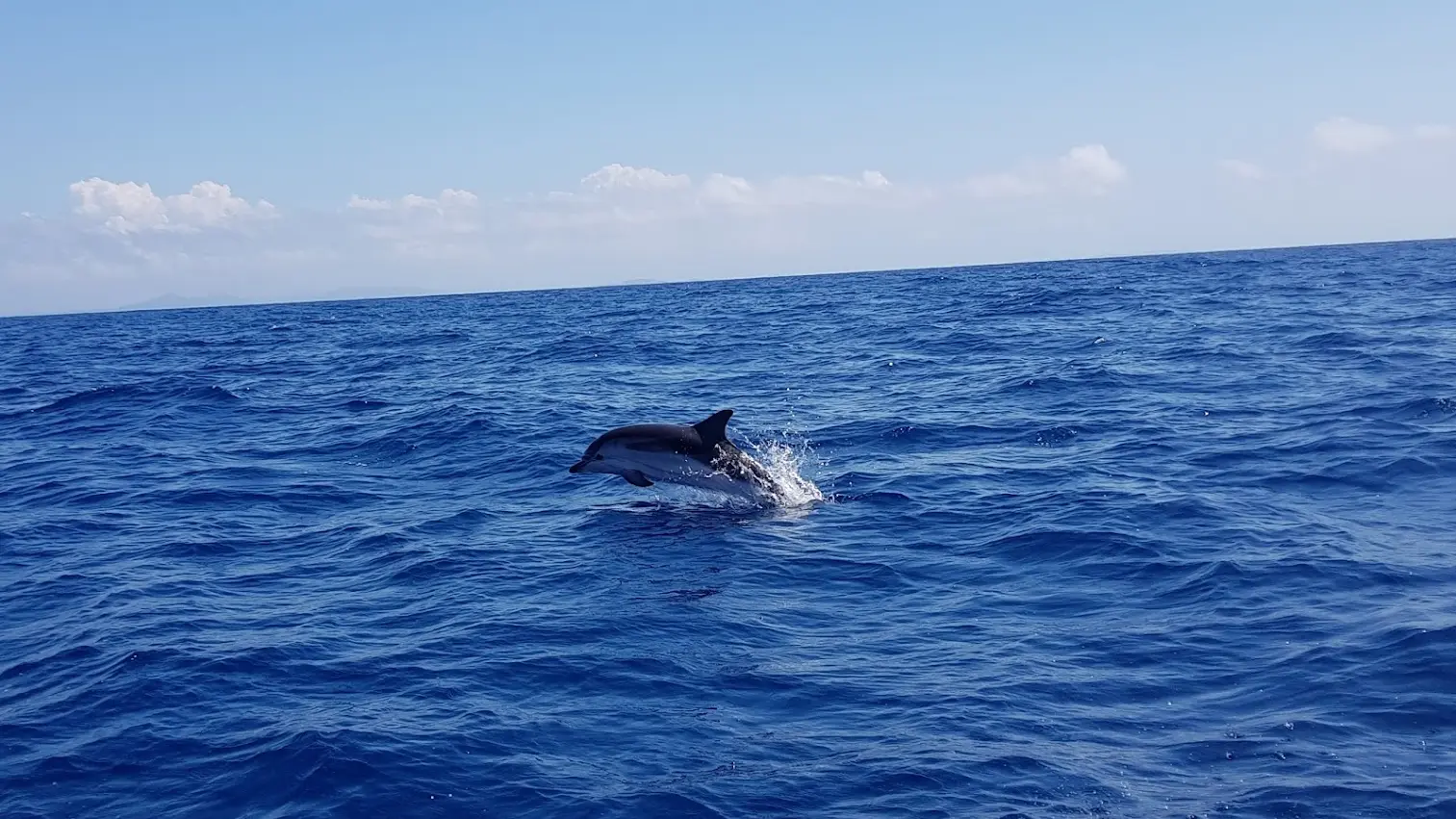 Dauphin bleu et blanc