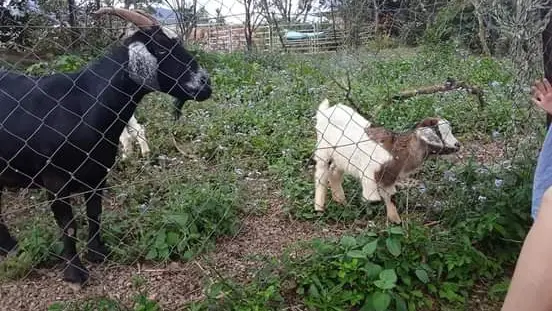 Les animaux de la fermette ne manqueront pas de vous souhaiter la bienvenue chez eux !