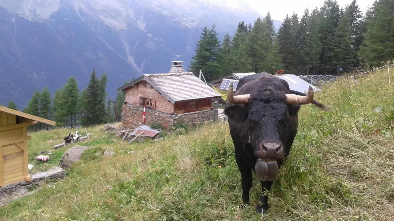 Alpage de Blaitière