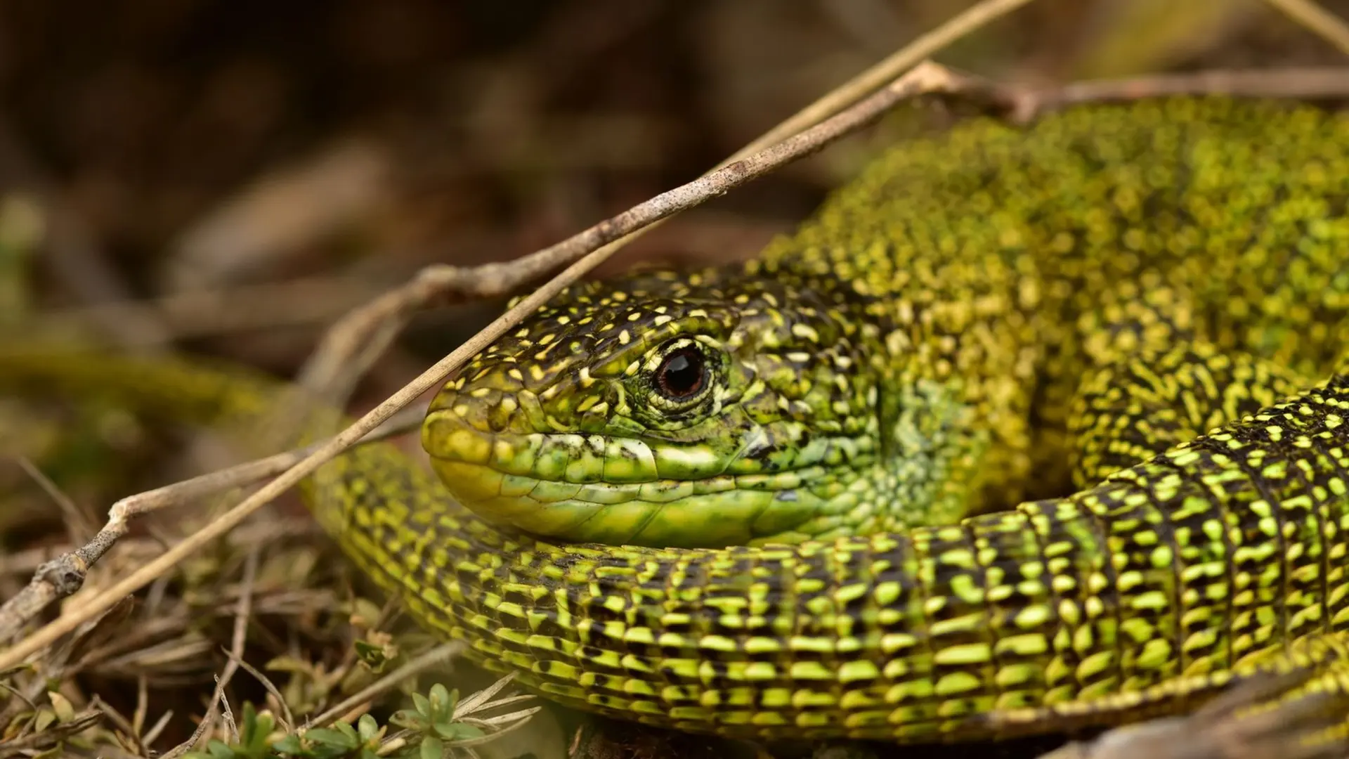Lézard vert