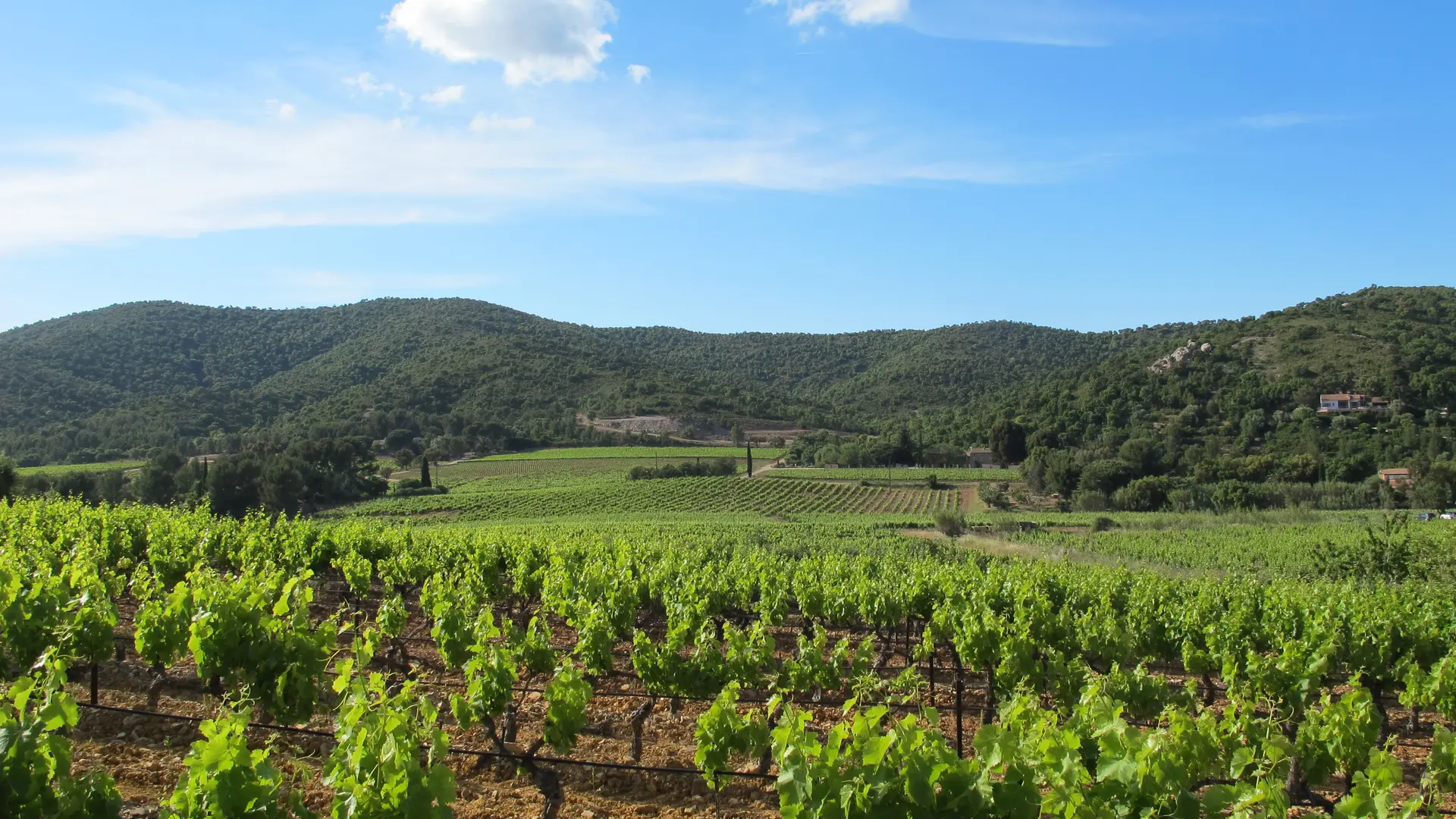 Vignoble du domaine du Révaou dans la vallée des Borrels