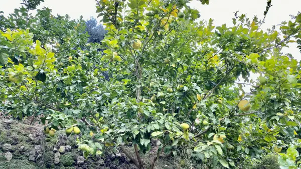 Visite guidée et déjeuner à la Ferme des Citrons Menton