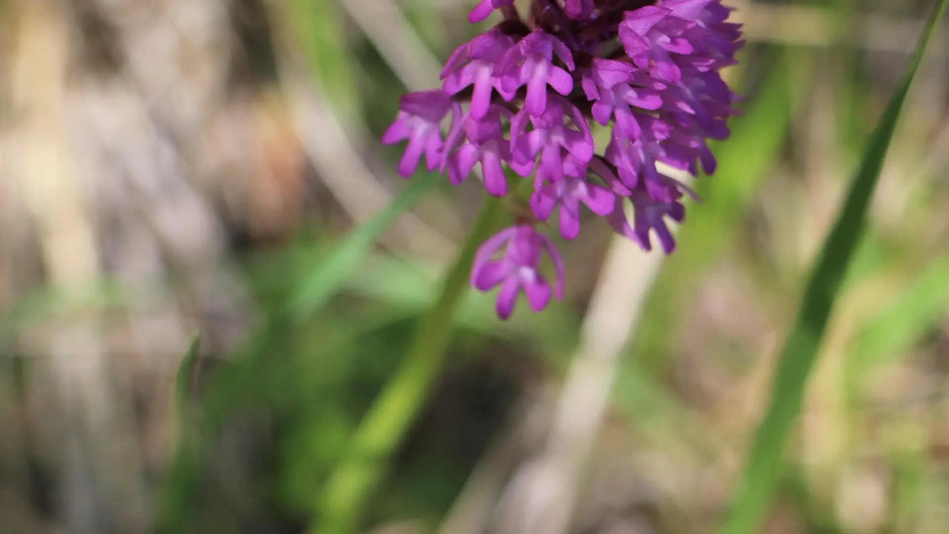sentier thématique-Montbrand