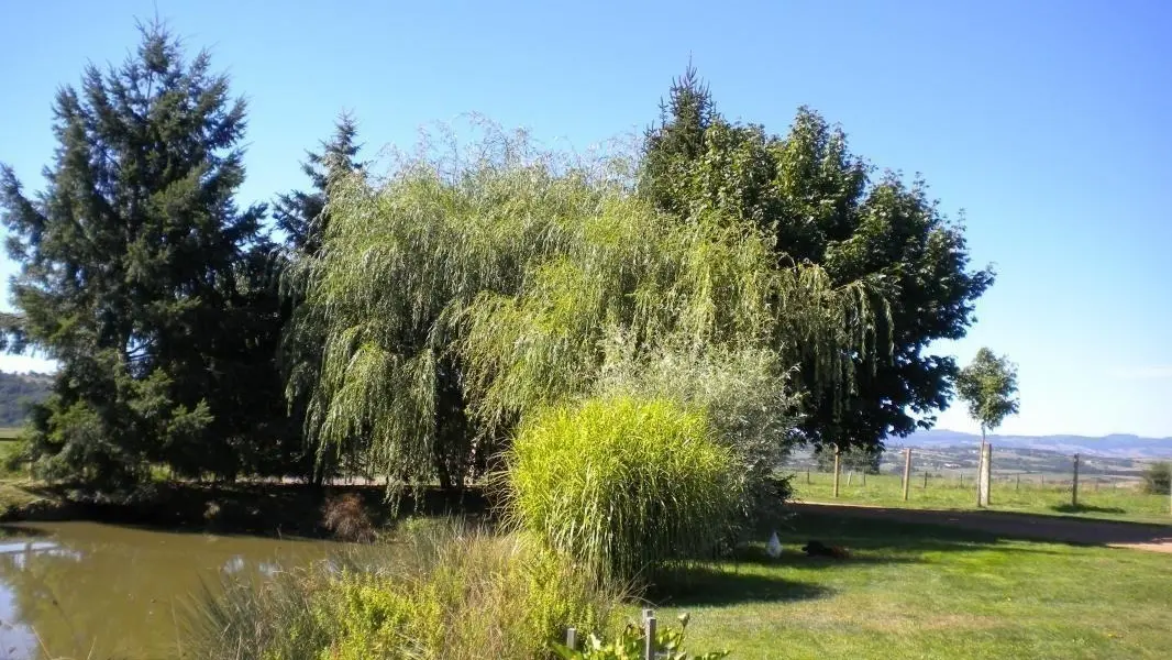 abords arborés