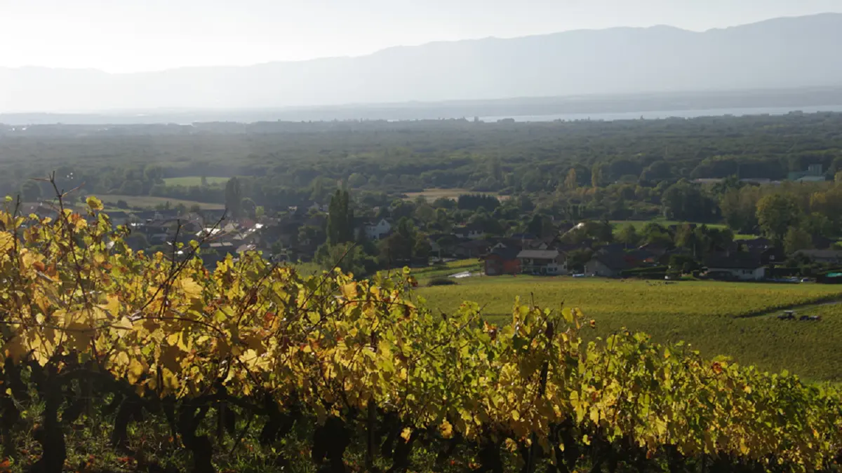 Exploitation - vigne