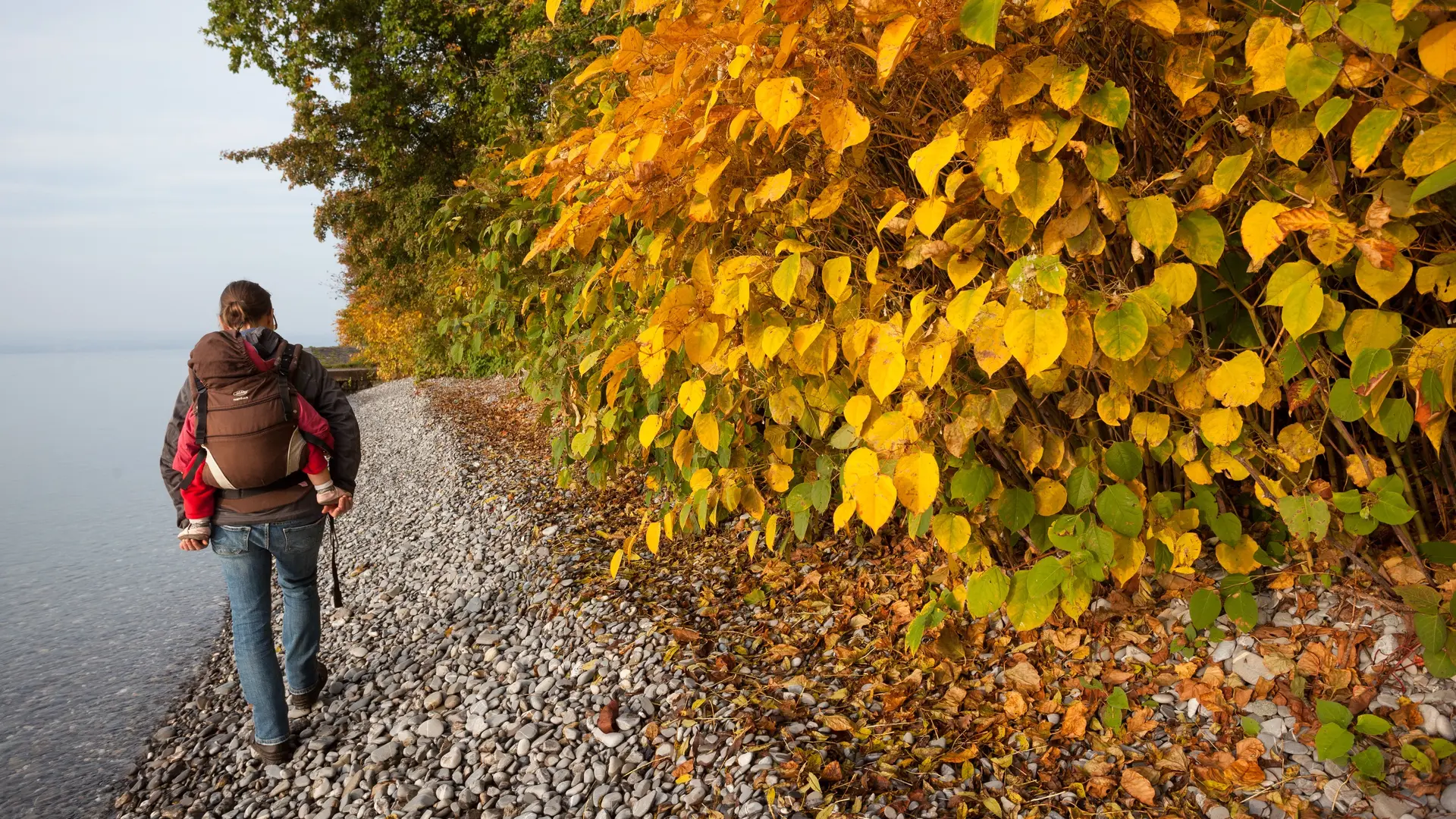 Sentier de la Pinede
