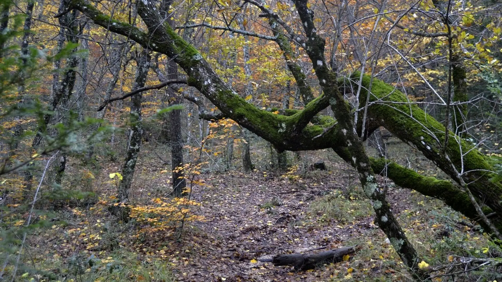 Les arbres du sentier Merveilleux