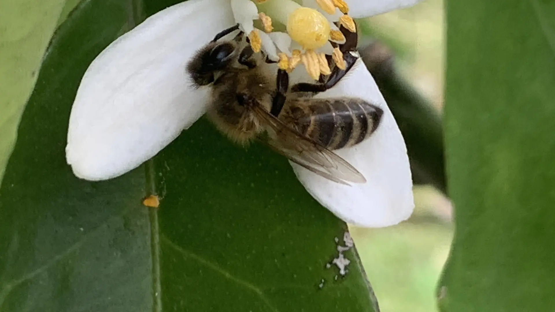 Producteur Citron de Menton